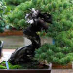 Bonsai richtig gießen?