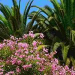 Oleander kombinieren: 8 schöne Ideen