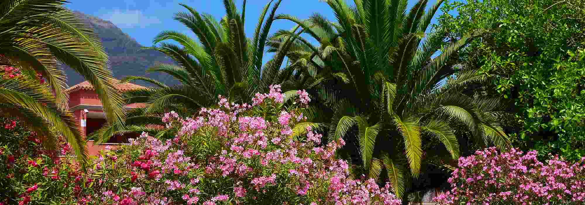 Oleander kombinieren: 8 schöne Ideen