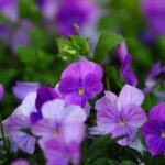 Zweijährige vor Frost schützen: Blüte verlängern?