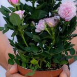 Pflanze im Sommer geschenkt bekommen: Tipps