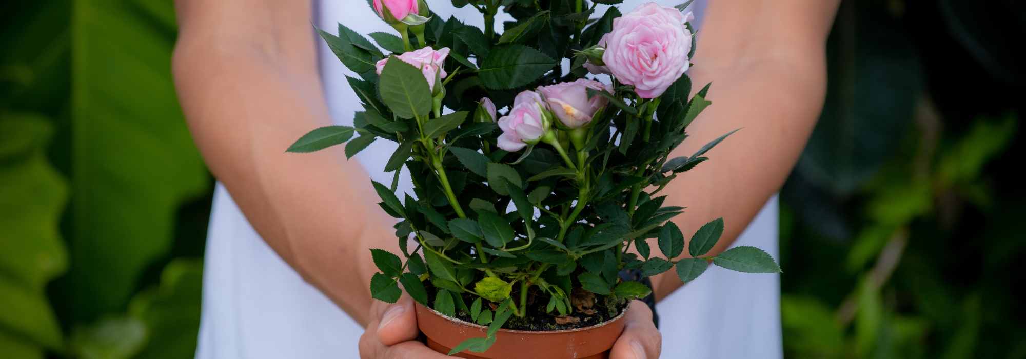 Pflanze im Sommer geschenkt bekommen: Tipps