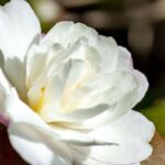 Japanische Kamelie: Frostschutz und Überwinterung