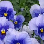 Zweijährige im Herbst wählen: Blüten ab Frühling
