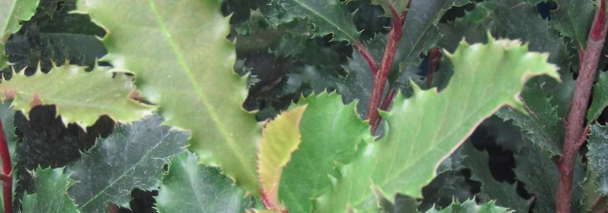 Photinia für den Garten auswählen?