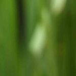 Marienkäfer im Garten: natürliche Hilfe gegen Schädlinge
