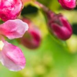 Andenstrauch für den Garten wählen?