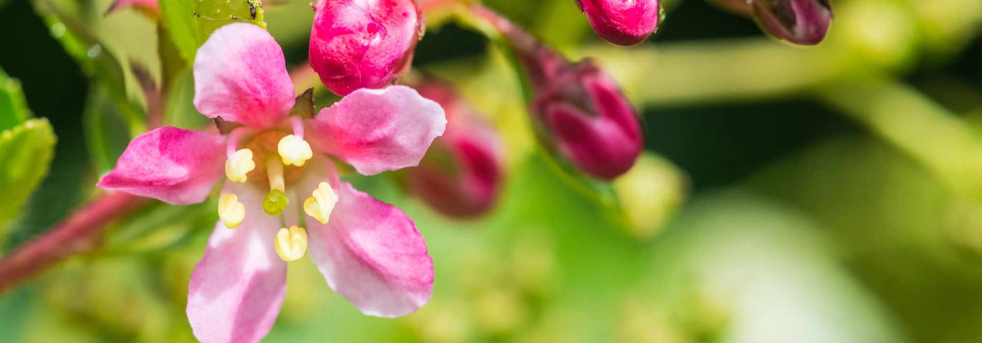 Andenstrauch für den Garten wählen?
