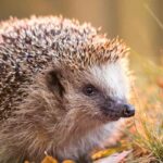 Tierfreundlicher Garten im Winter?