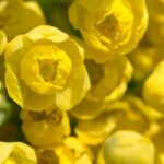 5 duftende Beales Mahonien