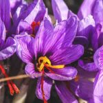 Krankheiten und Schädlinge des Safrankrokus