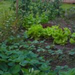 Gemüsegarten im Norden: Welches Gemüse anbauen?