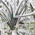Gemüsegarten im Gebirge: Welches Gemüse säen und pflanzen?
