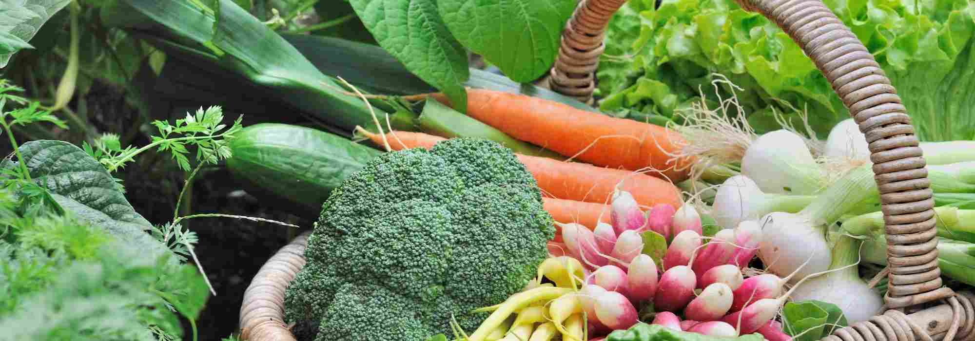 Gemüsegarten in Zentralfrankreich: Welches Gemüse anbauen?