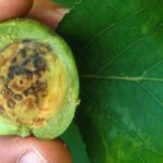 Das Plum-pox-Virus (Scharka): verheerende Krankheit bei Steinobstbäumen