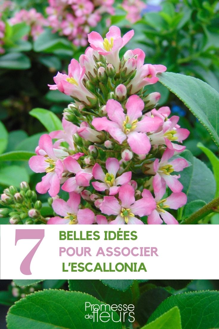 Escallonia kombinieren