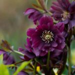 7 Tipps für schöne Christrosen