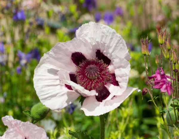 Mohn vermehren: Stecklinge?