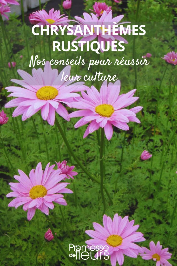 Chrysantheme Clara Curtis
