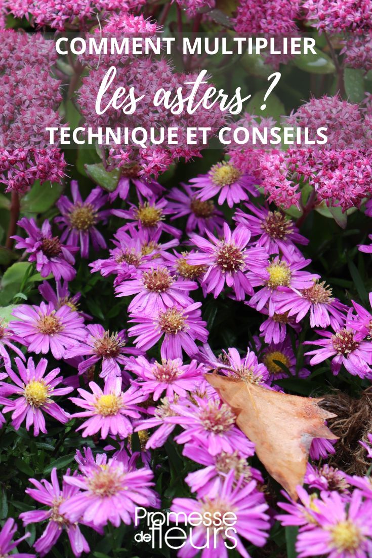 Aster vermehren und teilen
