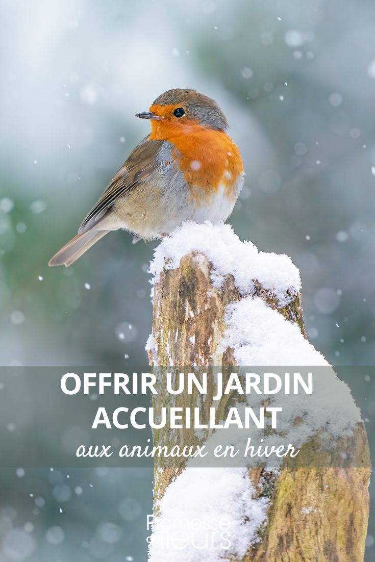 Rotkehlchen im Winter