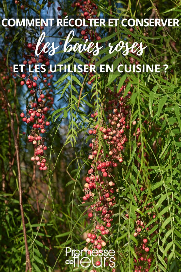 Schinus molle Beeren