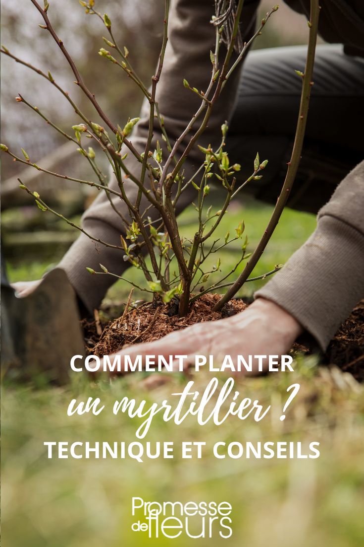 Pflanztipps für Heidelbeeren

Standort:
- Sonniger bis halbschattiger Platz
- Saure, humusreiche Erde (pH-Wert 4-5)
- Ideal: Moorbeeterde oder Rhododendron-Erde

Pflanzung:
1. Pflanzloch doppelt so groß wie der Wurzelballen ausheben
2. Erde mit Torf oder Rindenkompost anreichern
3. Wurzelballen vor dem Pflanzen wässern
4. Pflanze einsetzen, Erde andrücken
5. Reichlich angießen

Pflege:
- Regelmäßig mulchen (mit Rinde oder Nadeln)
- Gleichmäßig feucht halten
- Im Frühjahr mit speziellem Beerendünger versorgen
- Rückschnitt erst nach einigen Jahren

Tipp: Pflanzen Sie mehrere Sorten für bessere Befruchtung und höhere Erträge!