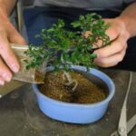 Bonsai umtopfen: kompletter Ratgeber