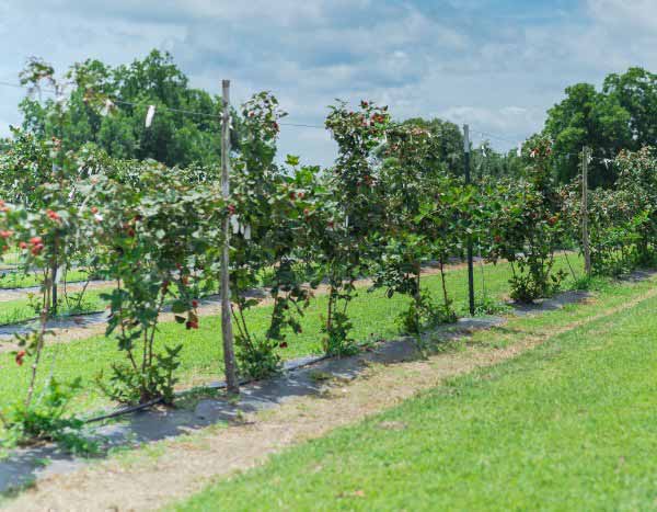 Brombeeren ranken lassen?