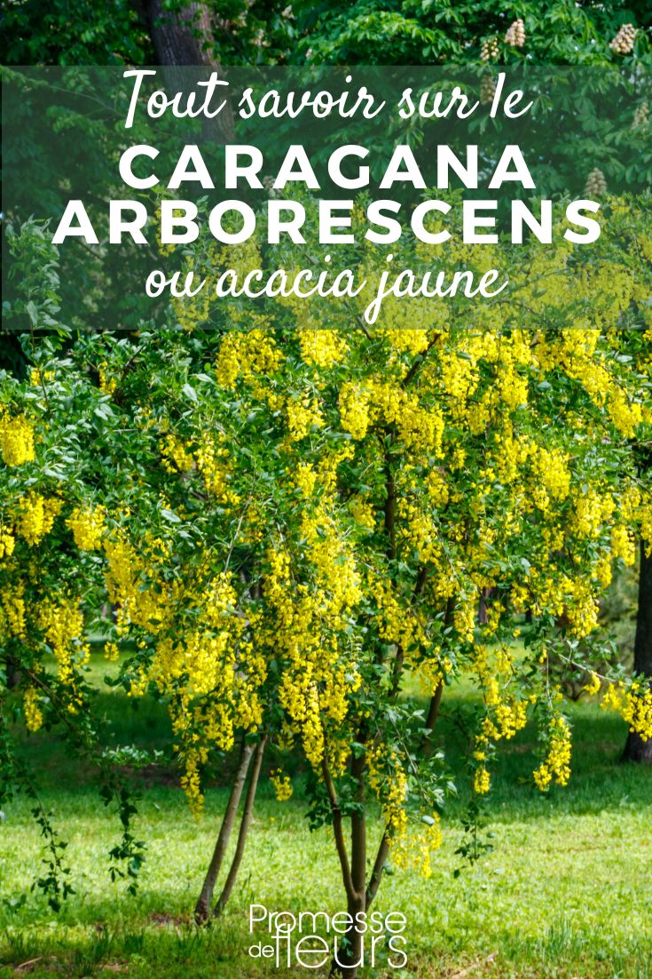 Caragana arborescens: Pflanzung, Pflege und Kultivierung