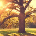 Alte Gartenbäume: Was tun?