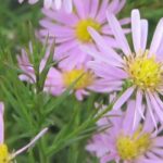 Die besten rosa Astern für den Herbstgarten
