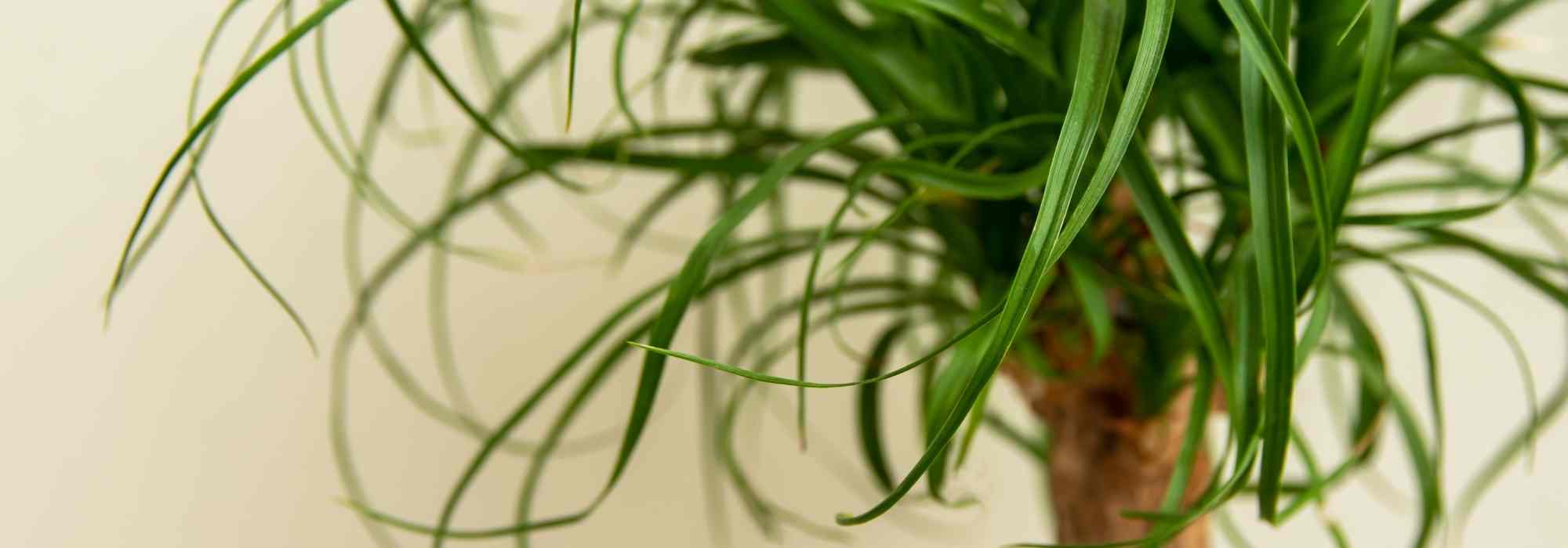 Beaucarnea oder Elefantennuss kultivieren?