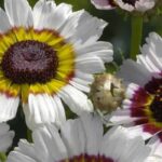 Gewöhnlicher Feldrittersporn oder Garten-Chrysantheme: der Unterschied?