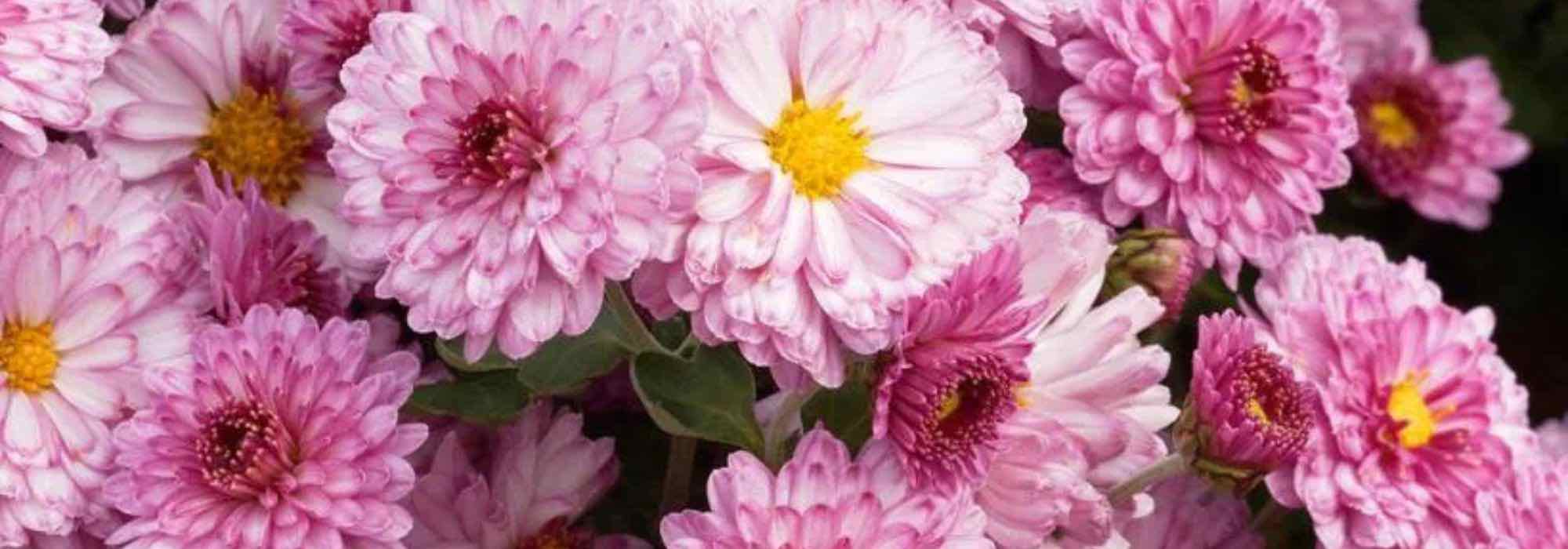 Chrysantheme 'Pomponette': ideal fürs Herbstbeet