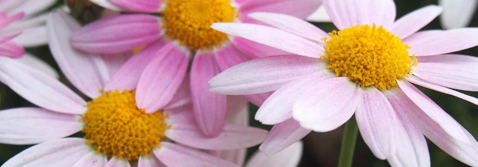 Herbstgarten: Chrysanthème winterhart kultivieren