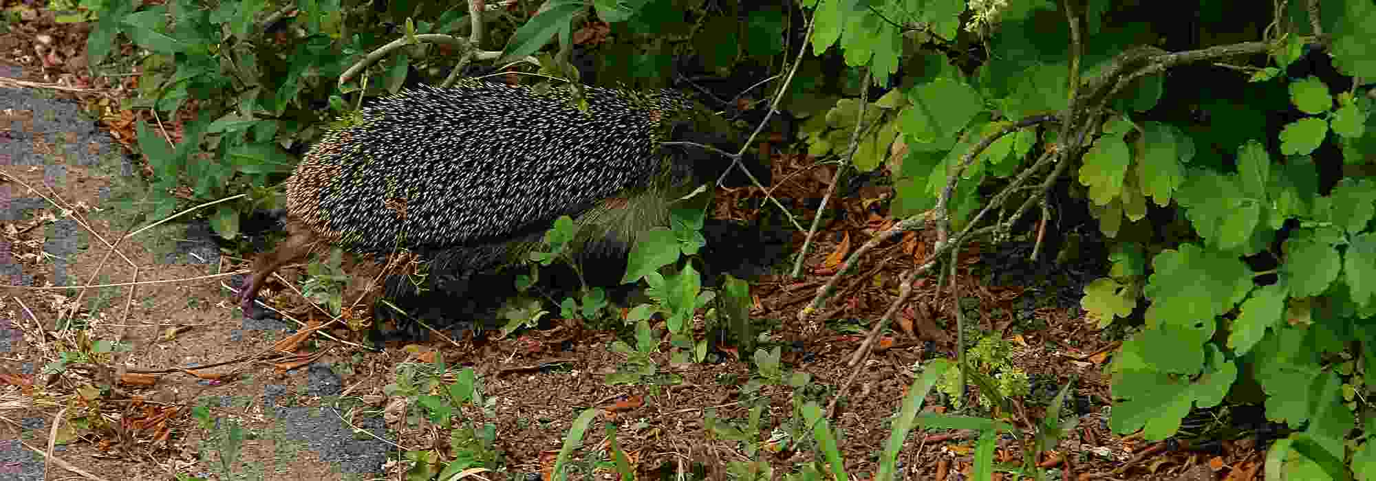 Wildtiere im Garten: freie Wege schaffen