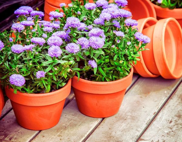 Aster vermehren?