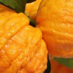 Hybride Orange kultivieren