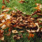 Rasenpflege im Herbst?