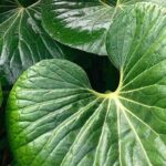 Farfugium: vor Kälte schützen und überwintern?