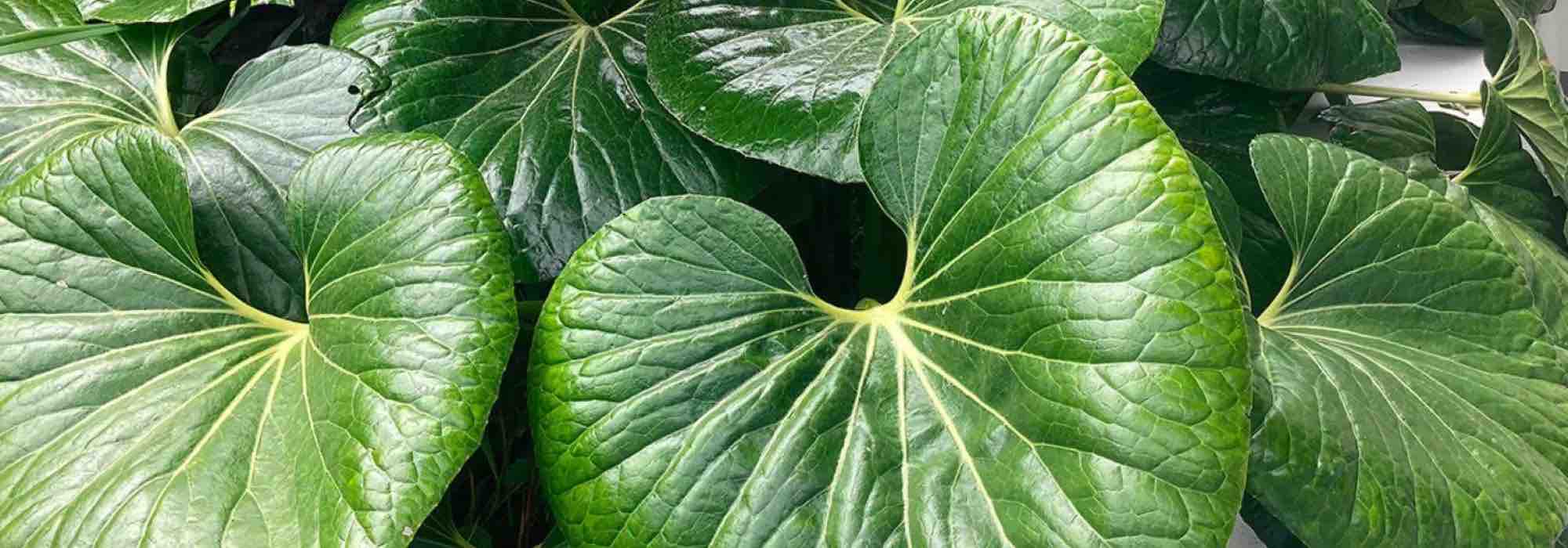 Farfugium: vor Kälte schützen und überwintern?