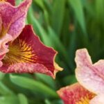 Top 7 Gelbe Sumpf-Schwertlilien: bunte Blüten