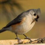 Welche Futterstelle für welche Vögel?