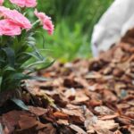 Holzhäcksel als Mulch verwenden?