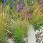 Welcher Mulch für mediterrane Pflanzen?