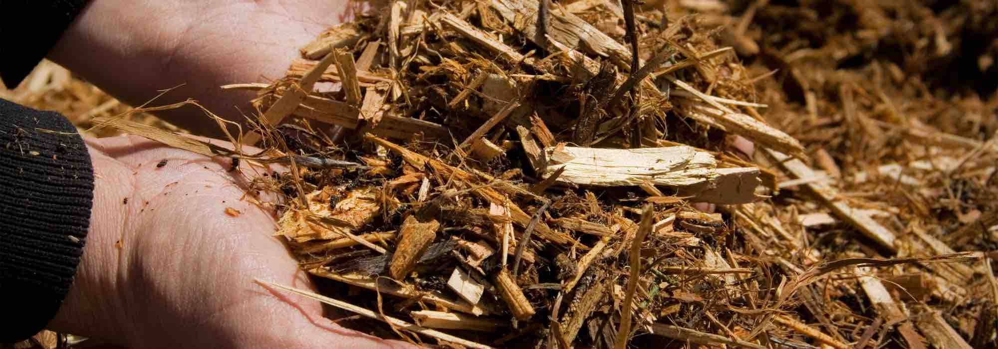Mulchen: Jungpflanzen im Garten schützen?
