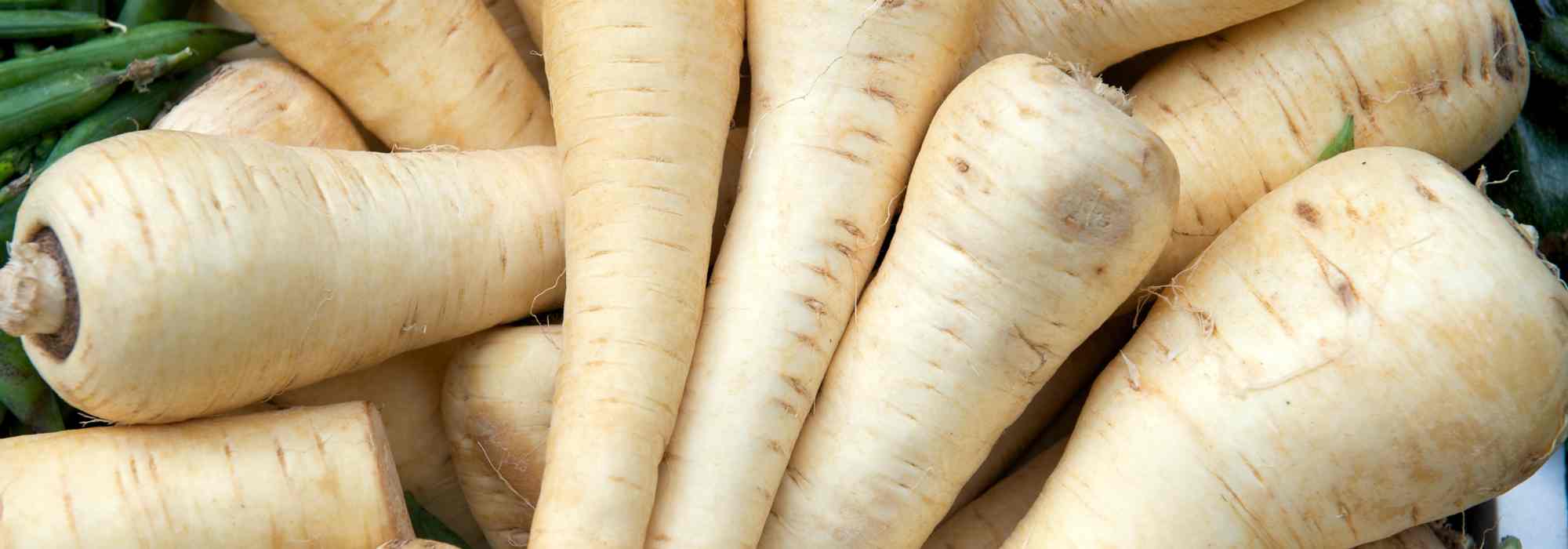 Krankheiten und Schädlinge der Pastinake