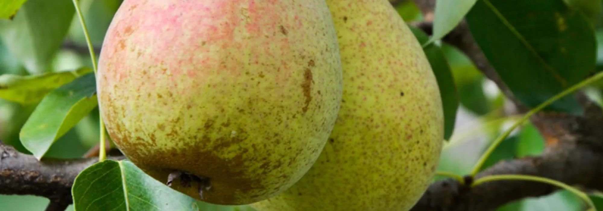 7 beste Birnensorten für lange Lagerung