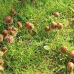 Pilze im Rasen: Was tun?
